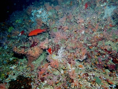 Velidhu - 2013_03_13 - IMG_0612r_Vielle de corail - Cephalopholis miniata_Nika point_Plongee